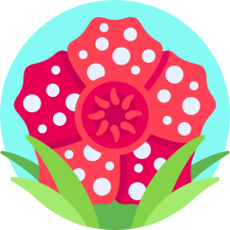 Rafflesia icon