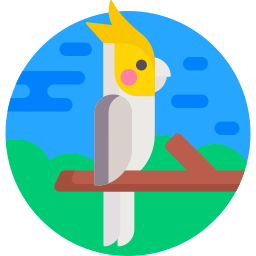 オカメインコ icon