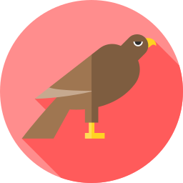 Hawk icon