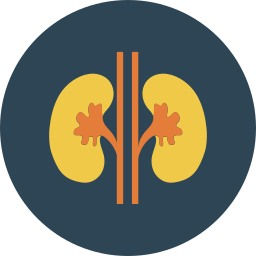 Kidney icon