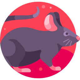 Rat icon