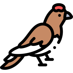 Willow ptarmigan icon