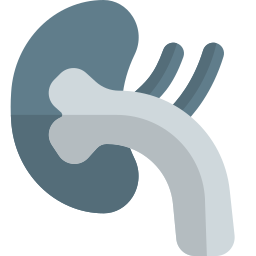 Kidney icon