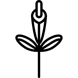 Gladiolus icon