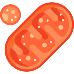 mitochondries Icône