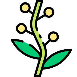 Golden wattle icon