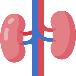 Kidney icon