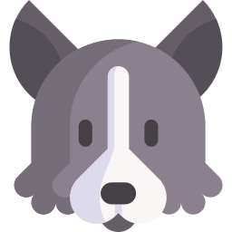 Border collie icon