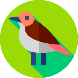 Rufous hornero icon