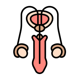 Репродуктивная система иконка