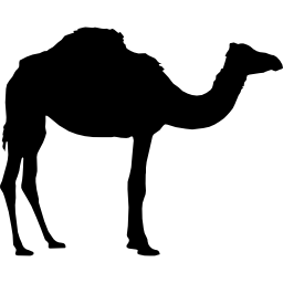 Camel silhouette icon