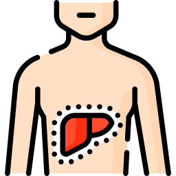 fígado Ícone
