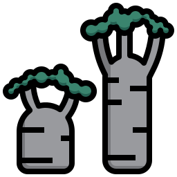 Baobab icon