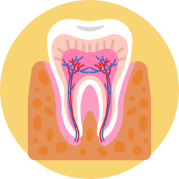 Molar crown icon