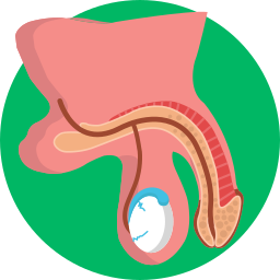 Masculine organs icon