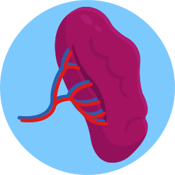 Kidney icon