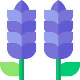 lavendel icon