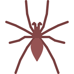 Spider icon