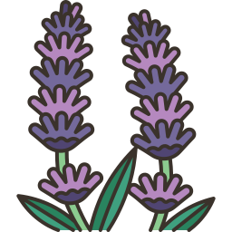 lavanda icona