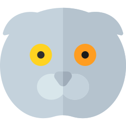 Scottish fold cat icon