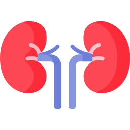 Kidney icon