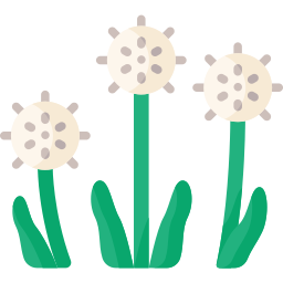 Dandelion icon