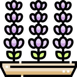 Lavender icon