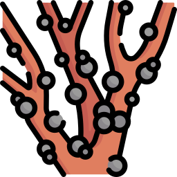 jabuticaba icona