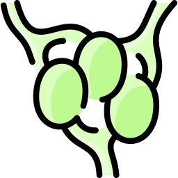 lymphknoten icon