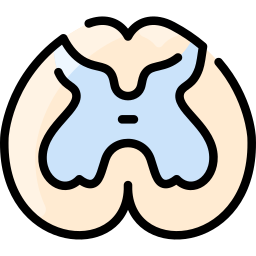 midollo spinale icona
