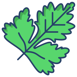 Coriander icon