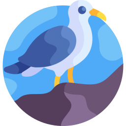 Seagull icon