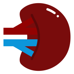 Spleen icon