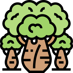 Baobab icon