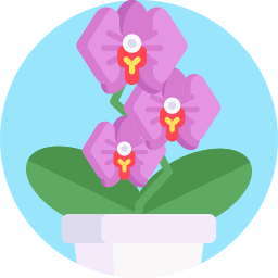 orquídea Ícone