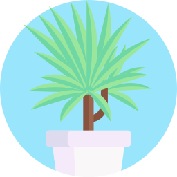 Dracaena icon