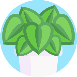 calathea icon