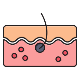 follicule Icône