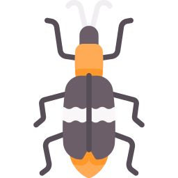 eucymatodera icon