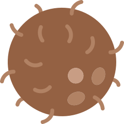 Coconut icon