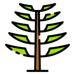 Araucaria tree icon