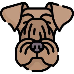 böhmischer terrier icon