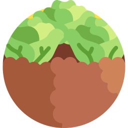 Cabbage icon