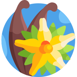 Vanilla icon