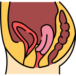 Reproductive system icon