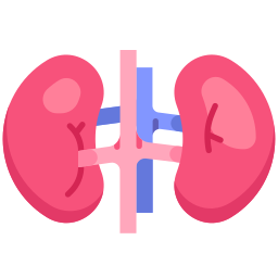 Kidneys icon