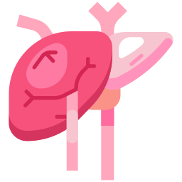 Liver icon