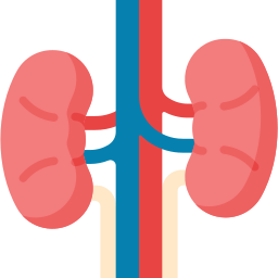 Kidney icon