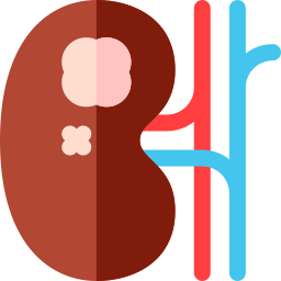 Kidney icon