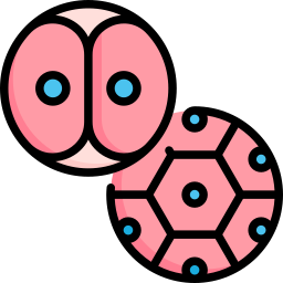 Cell division icon